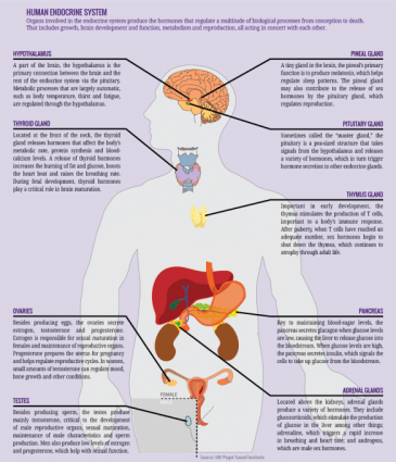 human endocrine system chart